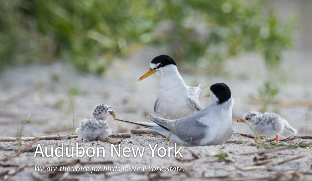 audubon new york