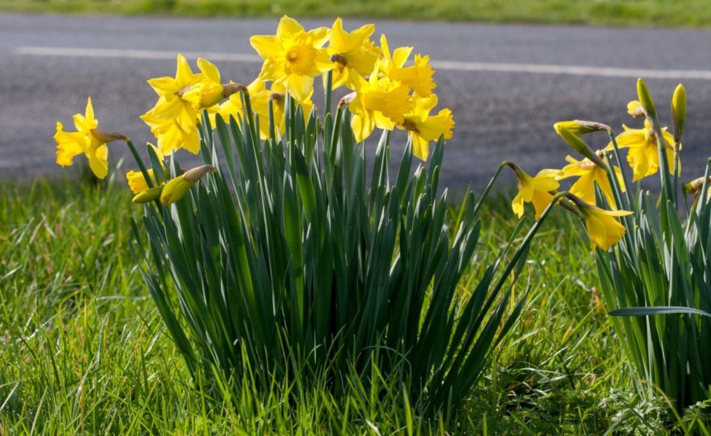 growing-daffodil-bulbs-sidewalk-tree-pits-need-know-5