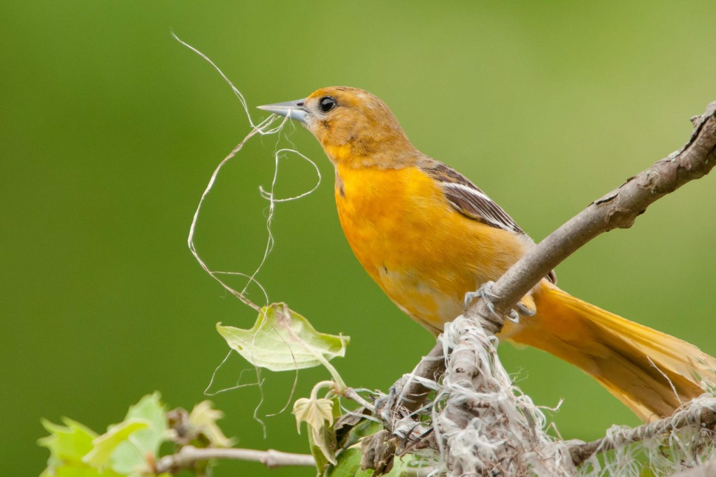Expert-Led Explorations: Birds (Brooklyn Bridge Park)