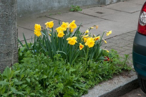 growing-daffodil-bulbs-sidewalk-tree-pits-need-know-1