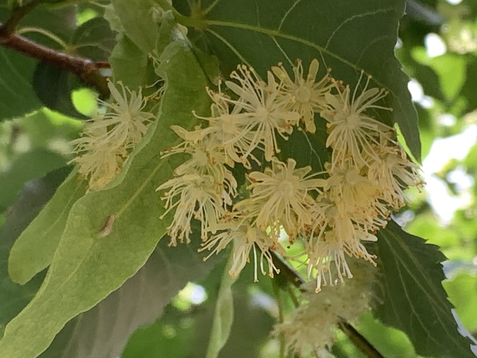 linden blossom smell