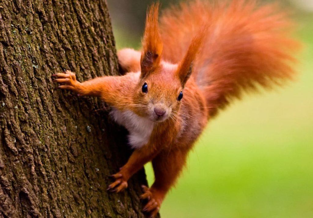 Nature Exploration: Urban Wildlife (Saratoga Park)