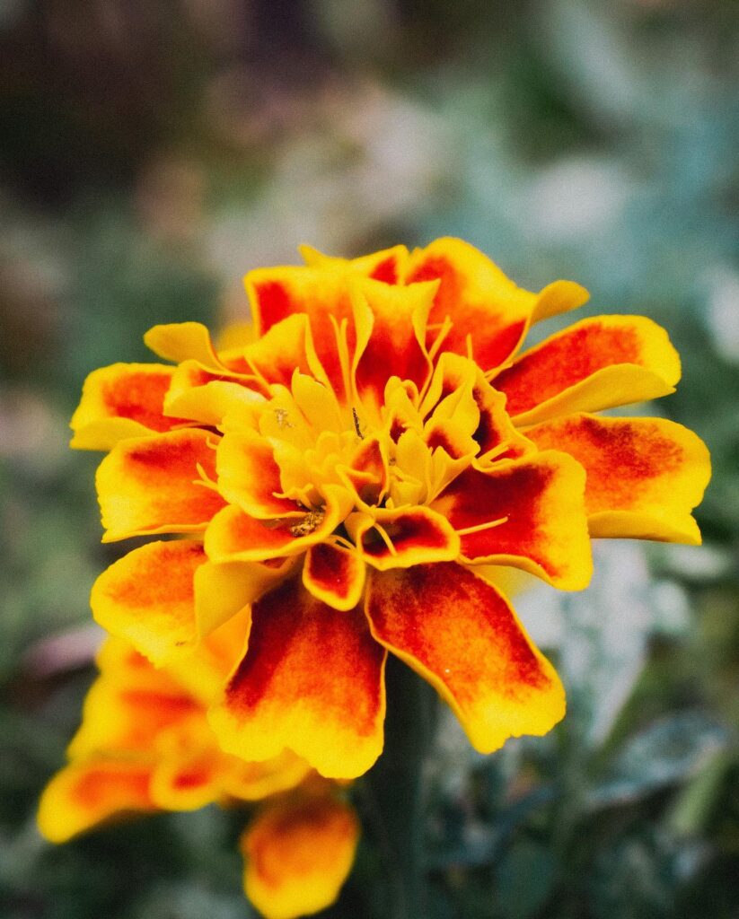 Spring Germination Station (Maria Hernandez Park)