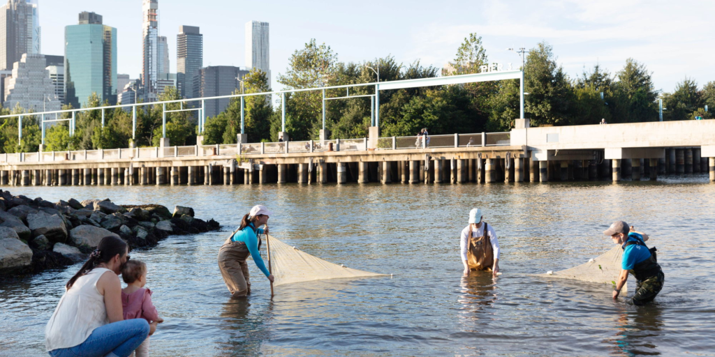 What Lives in the East River? (Brooklyn Bridge Park)
